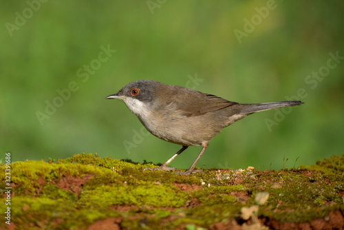 Sardinian warbler - Toutinegra cabeça preta -  Sylvia melanocephala photo