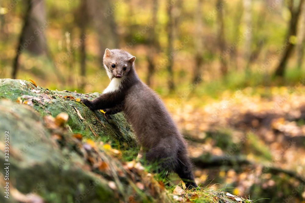 European Pine Marten (Marten Marten) Searching for Food European Pine Marten (Marten Marten) Searching for Food