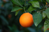 Organic Orange in tree