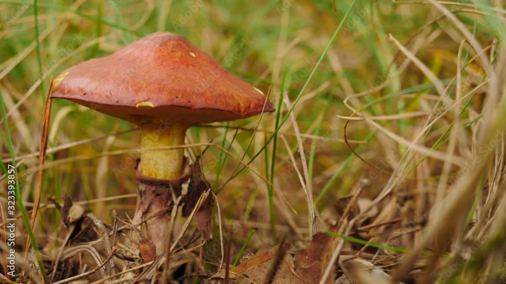 Forest edible mushroom growing in grass. Autumn season Forest edible mushroom growing in grass. Autumn season