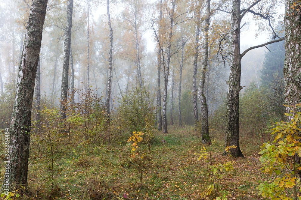 Misty morning in the woods in the fall. Morning, autumn. Birch grove, near the city.