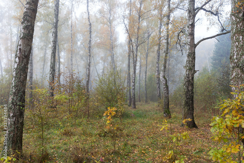 Obraz premium Misty morning in the woods in the fall. Morning, autumn. Birch grove, near the city.