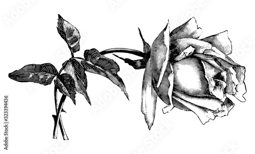 Antique vintage line art illustration, engraving or hand drawing of beautiful rose flower.
