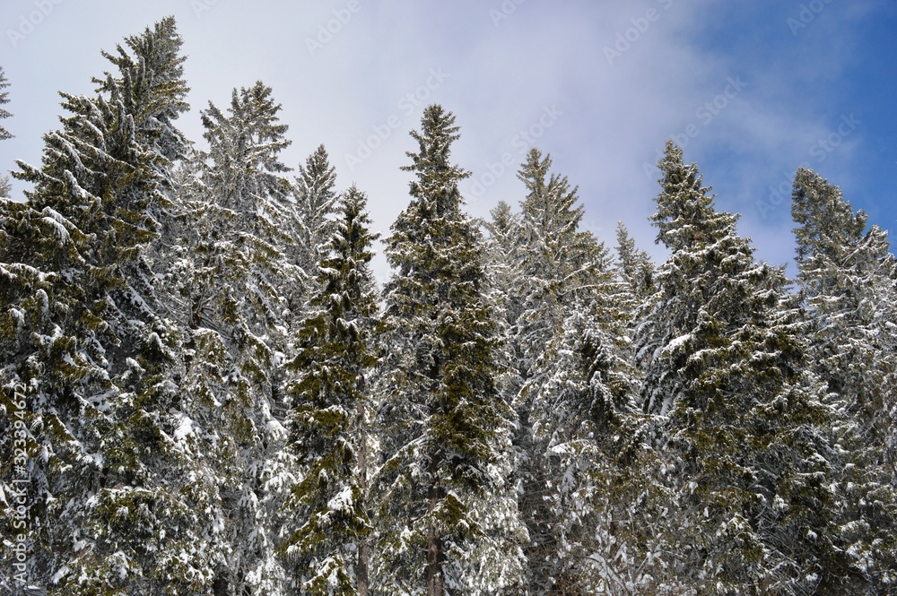 fir trees under the snow fir trees under the snow