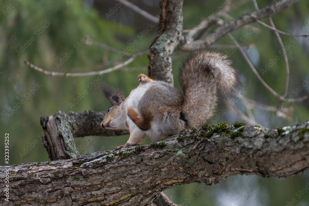 Red eurasian squirrel on the tree in the park, close-up. Red eurasian squirrel on the tree in the park, close-up.