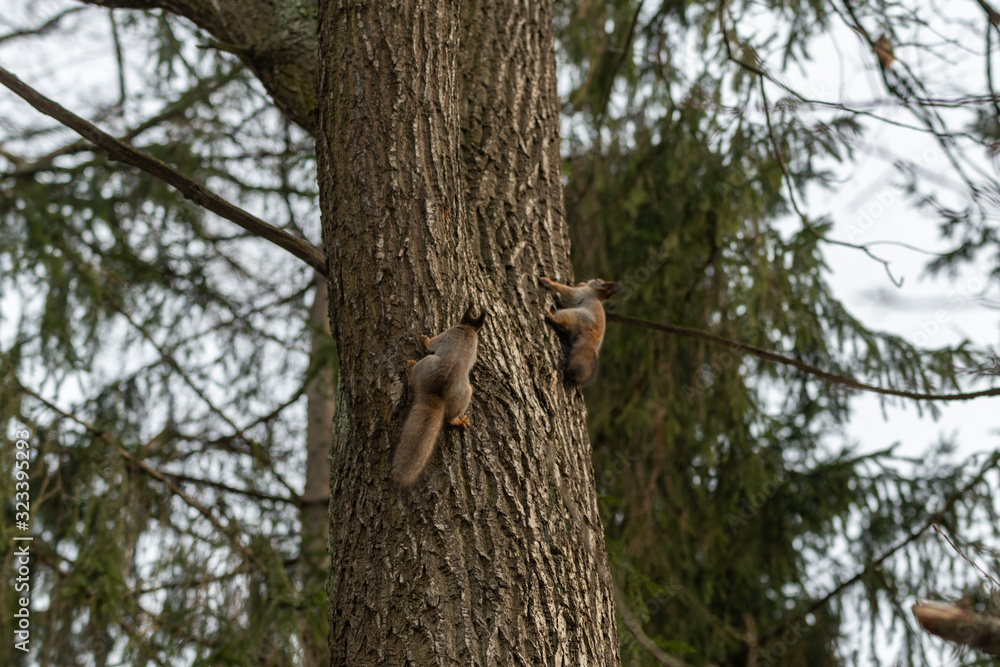 Fototapeta premium Red eurasian squirrel on the tree in the park, close-up.