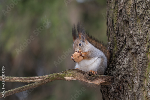 Red eurasian squirrel on the ground in the park eating nut, close-up.