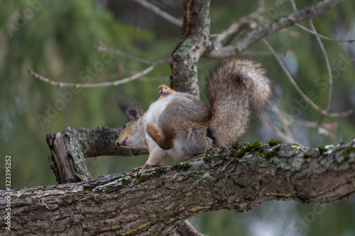 Red eurasian squirrel on the tree in the park, close-up.