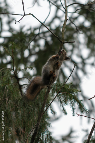 Red eurasian squirrel on the tree in the park, close-up. © Alexey Seafarer
