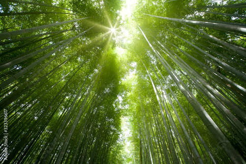 bamboo forest light with the sun  and show the nice green style