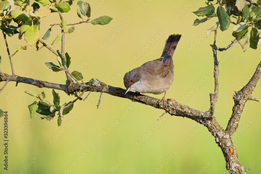 Obraz premium Sardinian warbler - Toutinegra cabeça preta - Sylvia melanocephala