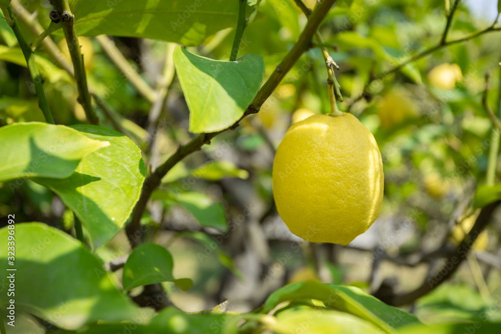 Lemon tree