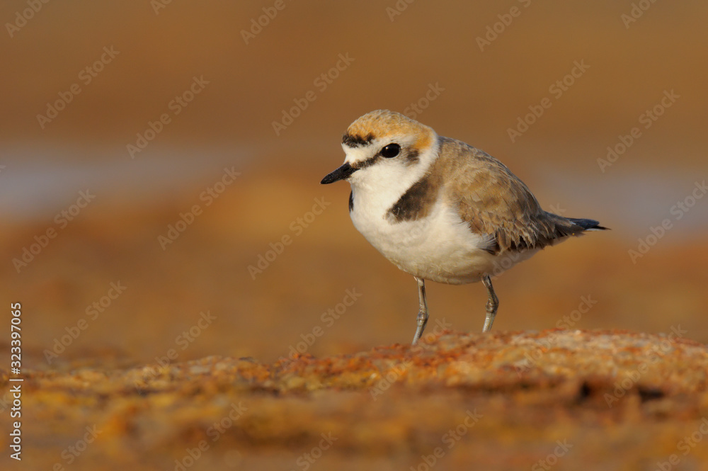 Kentish plover - charadrius alexandrinus - borrelho coleira interrompida Kentish plover - charadrius alexandrinus - borrelho coleira interrompida