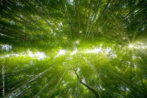 bamboo forest light with the sun  and show the nice green style