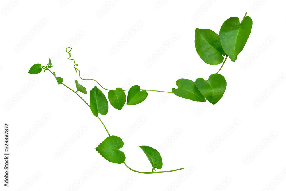 Heart shaped leaves vine, devil's ivy, golden pothos, isolated on white background, clipping path included. Ornamental plant with natural fresh and dried leaves in panorama view.