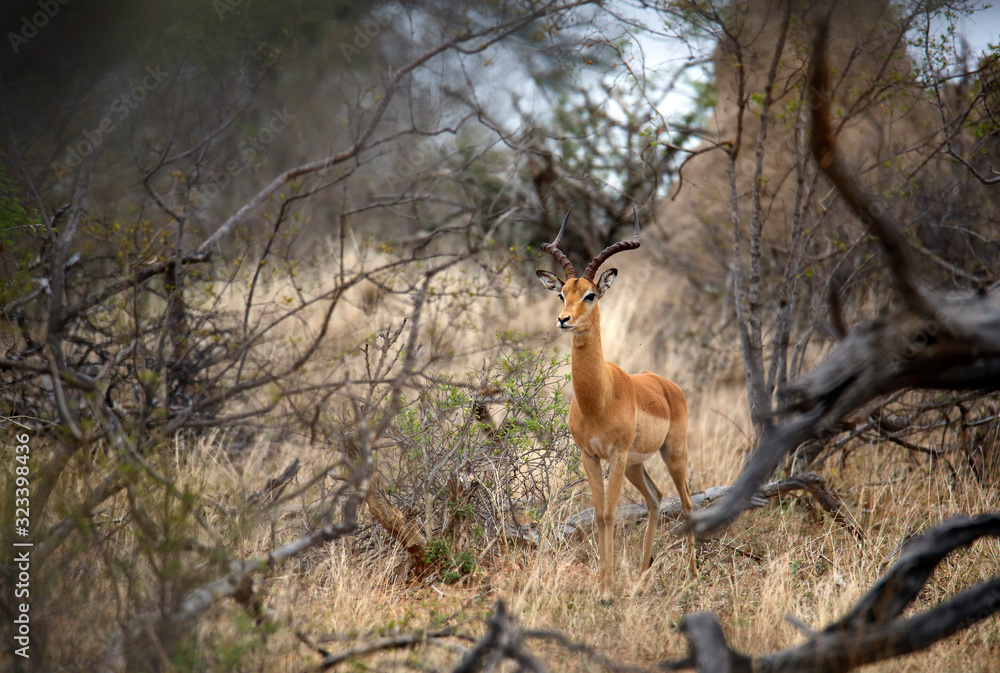 Fototapeta premium Impala Viewed through the Bush. Kruger Park, South Africa