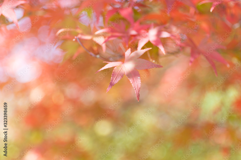 紅葉 紅葉