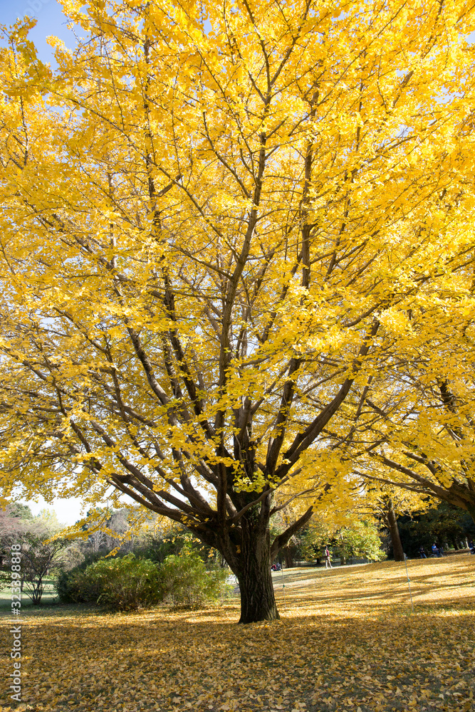 Naklejka premium イチョウ