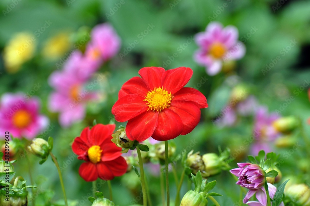 Obraz premium Dahlien