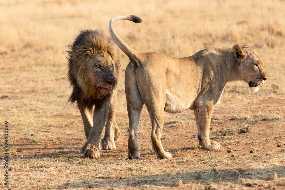 Fototapeta premium Big male lion approach a lioness to strengthen relationship in the pride