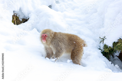 Young Japanese macaque looking for food in snowy mountains © norimoto