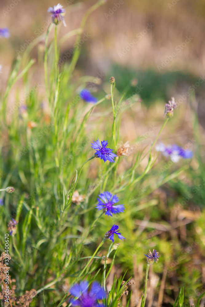 Beautiful field of cornflowers. Close up.