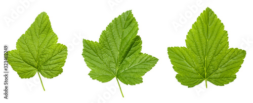 Black currant leaf set