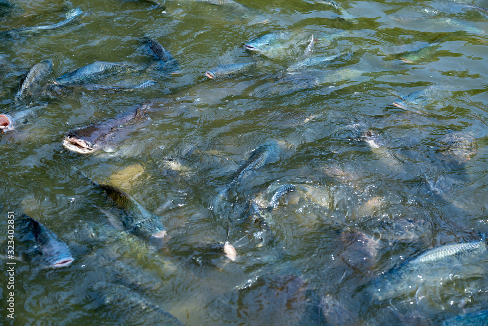 Fototapeta premium Feeding food for fish in river nature farming
