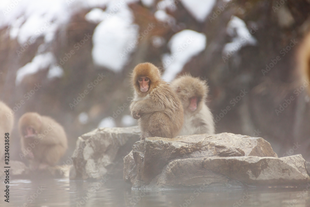 Obraz premium Little monkeys can't get into the bath because the hot springs are too hot.