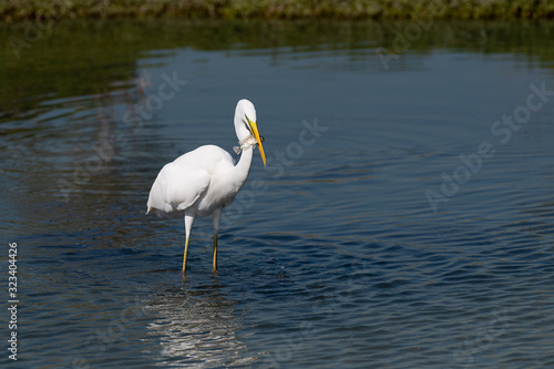 A Great Egret (Ardea alba), also kown as the Common Egret, is showing off a fish it just caught in the shallow waters of a lagoon. photo