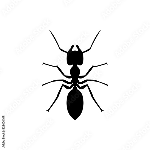 ant insect