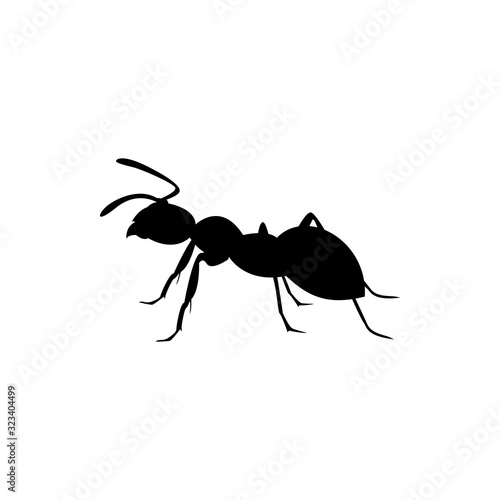 ant insect © Tetiana