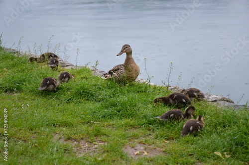 Birds of lake bled in the rain