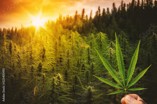 Hemp Field with Hand Holding Marijuana Leaf. Sunset Landscape with Ganja Plants
