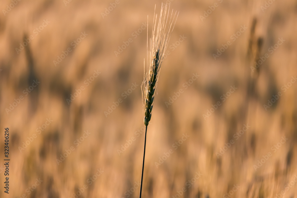 Fototapeta premium wheat field in spring, beautiful landscape, green grass and blue sky with clouds,golden wheat
