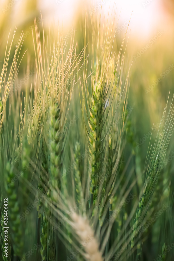 green wheat field close up view,Green wheat close up. Wheat sprouts on sunny day. Green background with wheat. green wheat field close up view,Green wheat close up. Wheat sprouts on sunny day. Green background with wheat.
