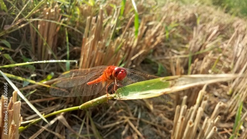  Dragonflies are an insect that has four thin, webbed wings of red tendons. Live in natural scenery. Beautiful natural scenery.