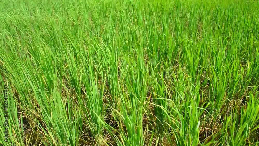 Green young rice field texture with the wind blowing, Green rice plants growing. Green young rice field texture with the wind blowing, Green rice plants growing.