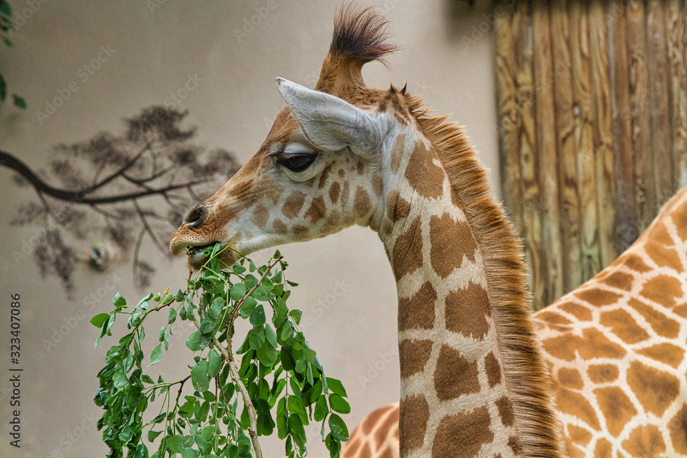 Obraz premium Girafe