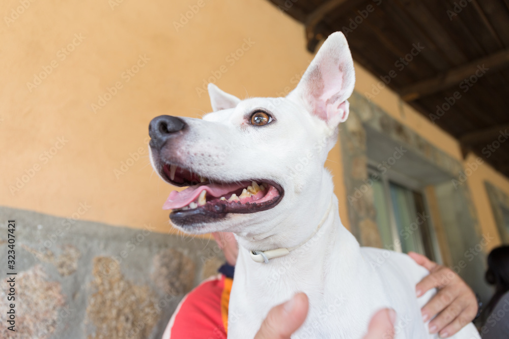 White dog, mixing American Stanford with hound