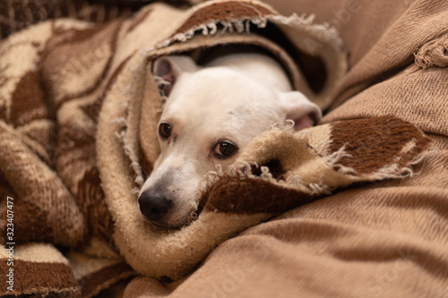 dog wrapped in a brown blanket