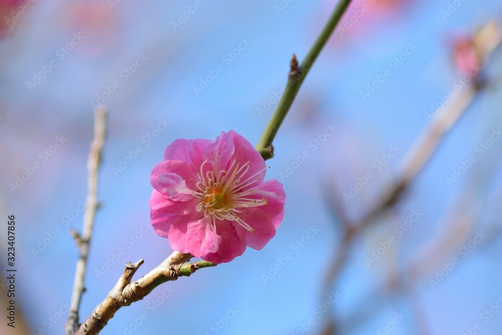 Macro details of pink Plum blossom branches in Japan Macro details of pink Plum blossom branches in Japan