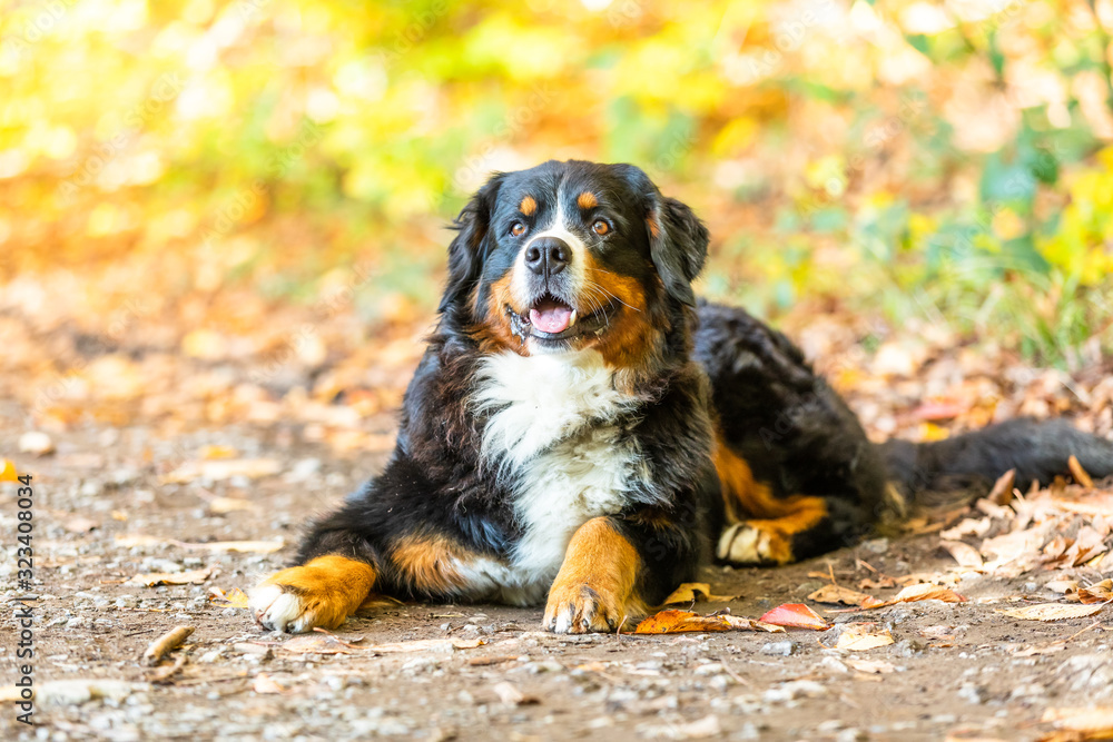 bernese mountain dog in autumn bernese mountain dog in autumn