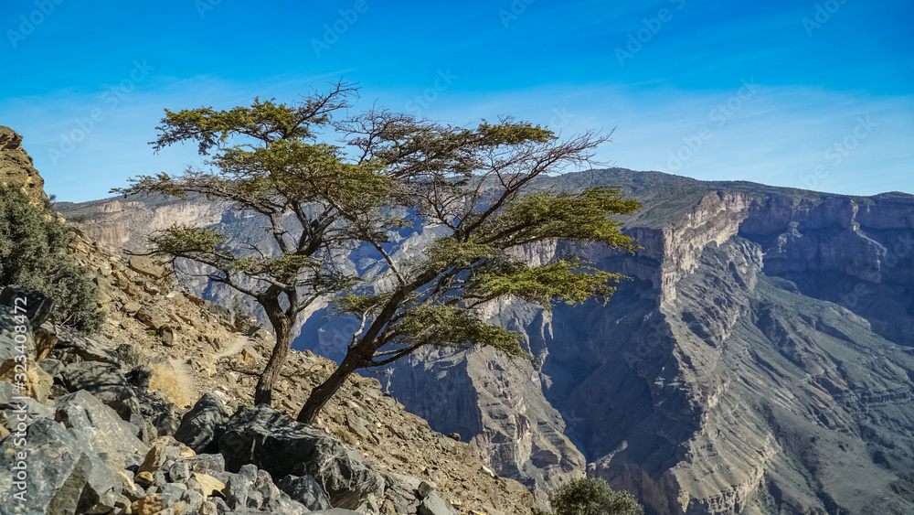 Tree Growing at Wadi Ghul aka Grand Canyon of Oman in Jebel Shams Mountains Tree Growing at Wadi Ghul aka Grand Canyon of Oman in Jebel Shams Mountains