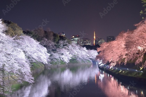 Landscape of Illuminated Cherry Trees in Tokyo, Japan