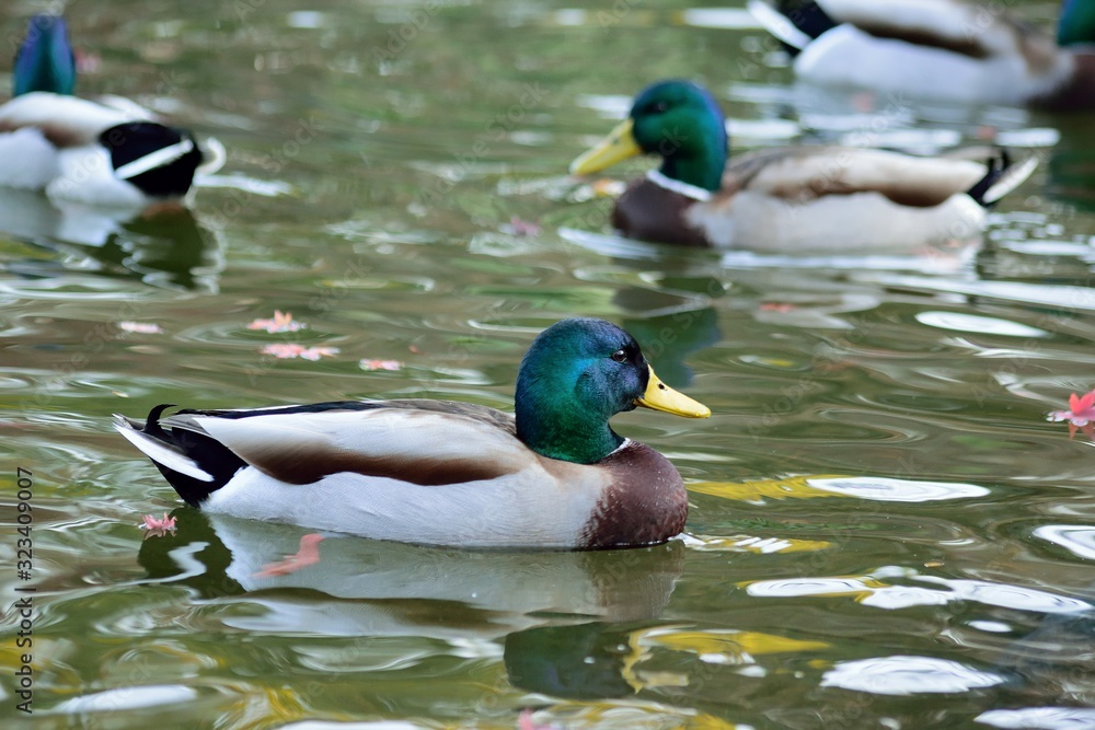Obraz premium Mallard ducks swimming in Japanese garden pond waters