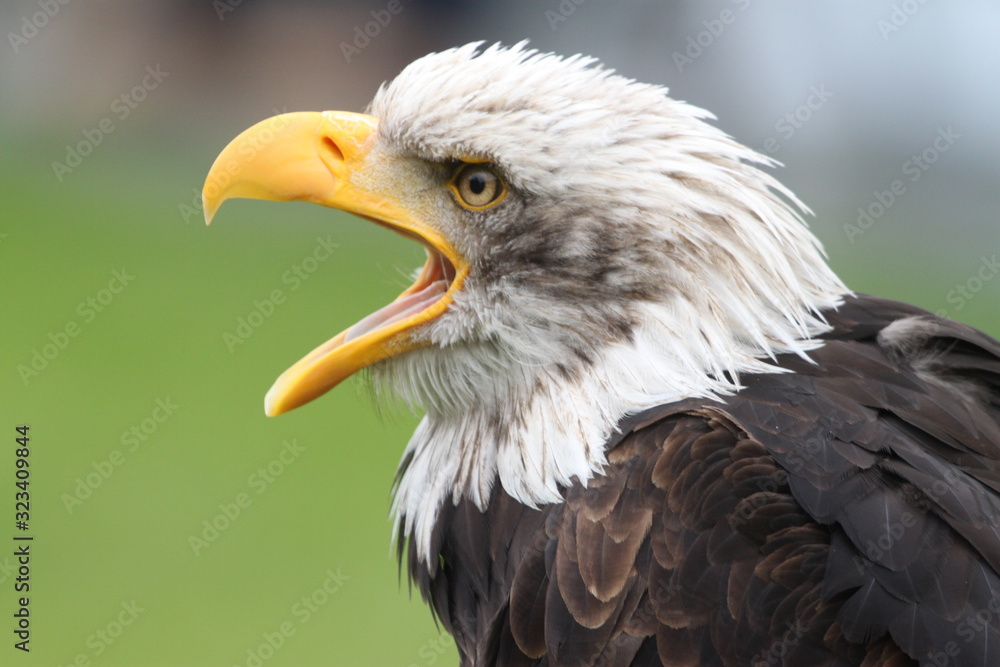 Seeadler Seeadler