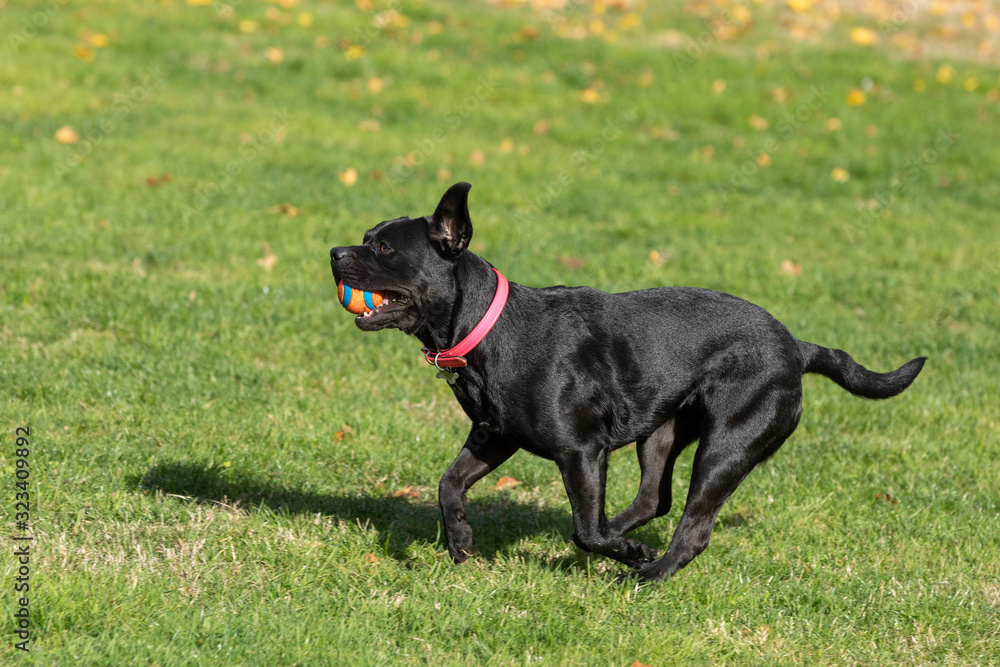 french bulldog running and jumping on the lawn