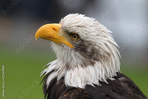 Seeadler