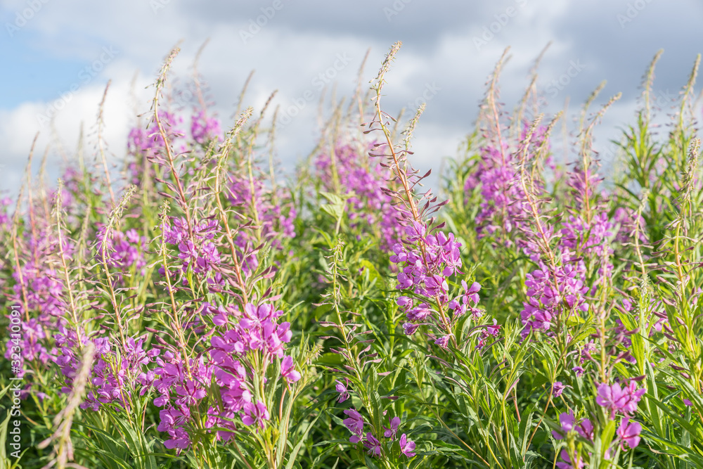 Willowherbs bloom. Rose and purple blooming blossom. Flower field with pink petals in natural environment. Fireweeds, Chamaenerion.